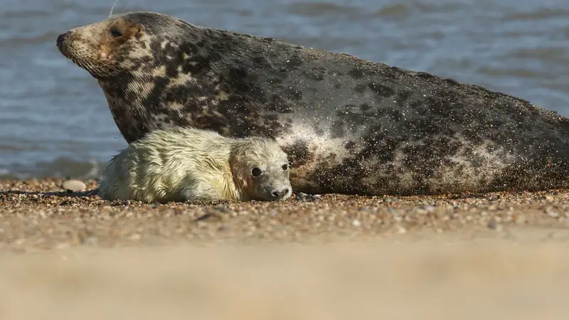 Hải cẩu xám tại đảo Sable, Canada