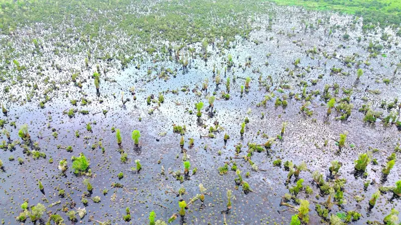 Rừng U Minh Hạ bị suy thoái