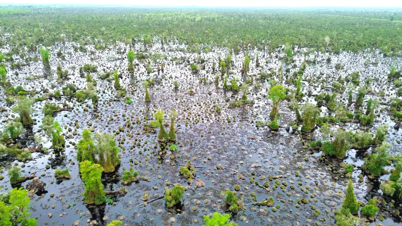 Diện tích rừng bị suy thoái tại U Minh Hạ
