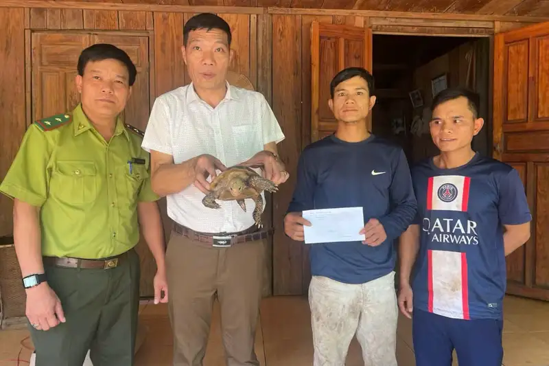 Phát hiện rùa núi vàng quý hiếm trên đường đi rẫy: Hành trình trở về với đại ngàn