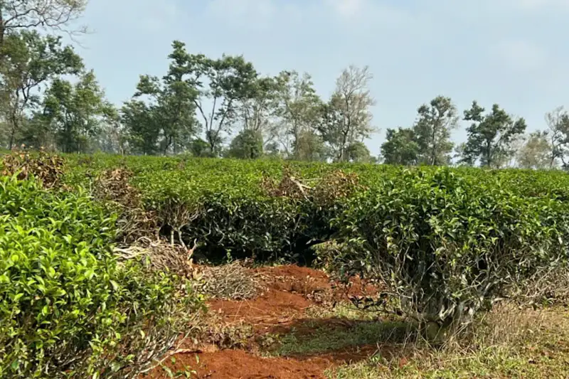 Biển Hồ Gia Lai: 'Chảy máu' di sản chè cổ thụ giữa lệnh bảo tồn nghiêm ngặt