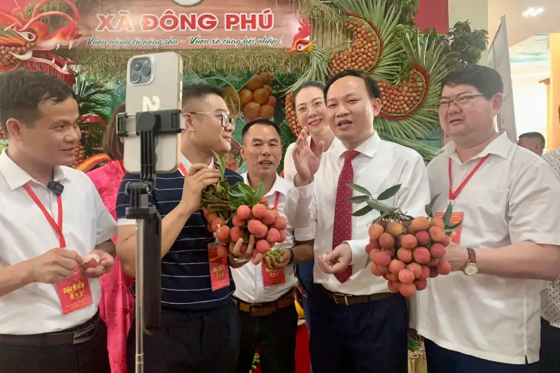 Giá vải thiều tăng dựng đứng, doanh nghiệp lo không đủ hàng xuất khẩu