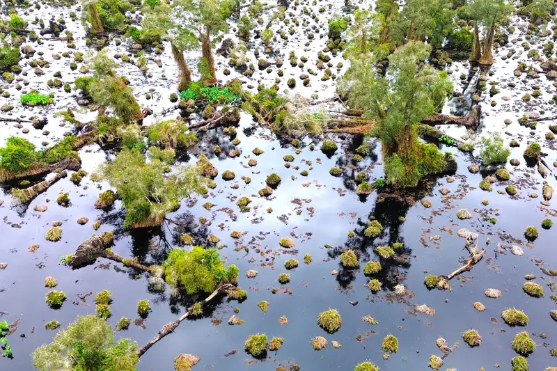 U Minh Hạ báo động: Gần 860 ha rừng suy thoái, nguyên nhân chờ giải đáp