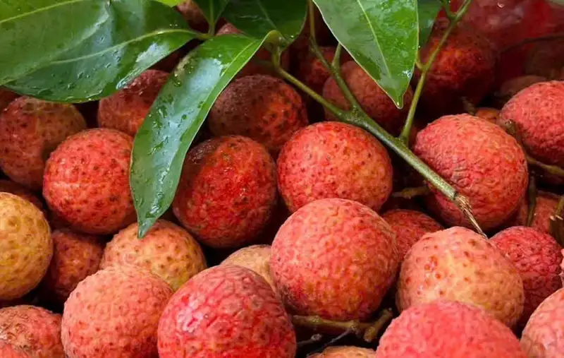 Vải thiều ngon nhưng nên ăn với lượng vừa