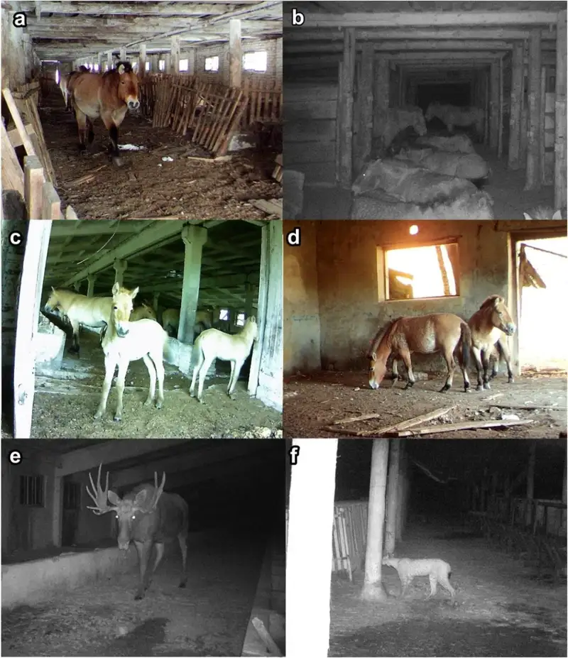Quần thể các loài động vật có vú lớn như nai sừng tấm, lợn rừng và ngựa Przewalski tăng mạnh do không còn chịu những áp lực từ con người.