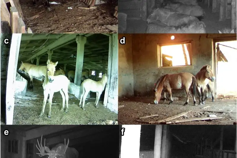 Chernobyl Sau 4 Thập Kỷ: Vùng Đất Chết Hồi Sinh Kỳ Diệu Và Bí Ẩn Thích Nghi Phóng Xạ