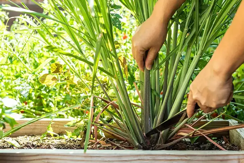 Sả: Từ Gia Vị Bếp Việt Đến Giải Pháp Sống Xanh Đa Năng Cho Mọi Nhà