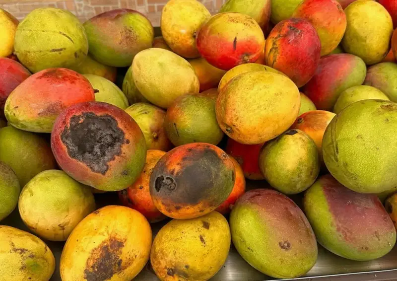 Trái cây nấm mốc