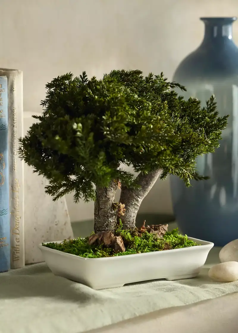 Cây bonsai đặt trong nhà