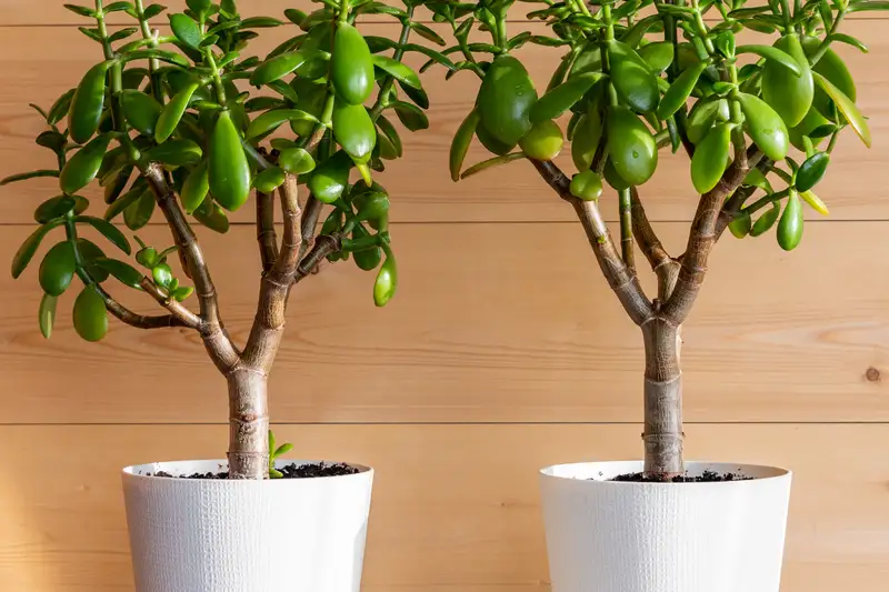 Cây xương rồng trước cửa nhà: Góc nhìn phong thủy và thực tế cần biết