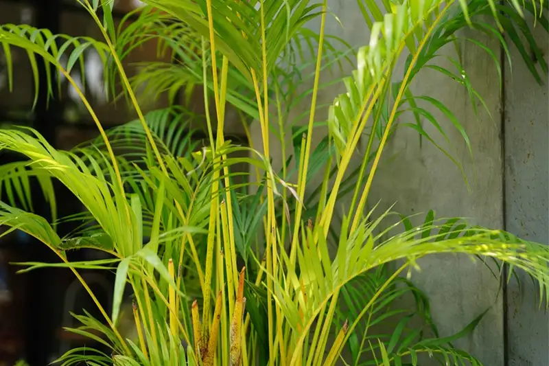 Biến ban công thành ốc đảo vượng khí: Khám phá bí mật từ Vastu Shastra
