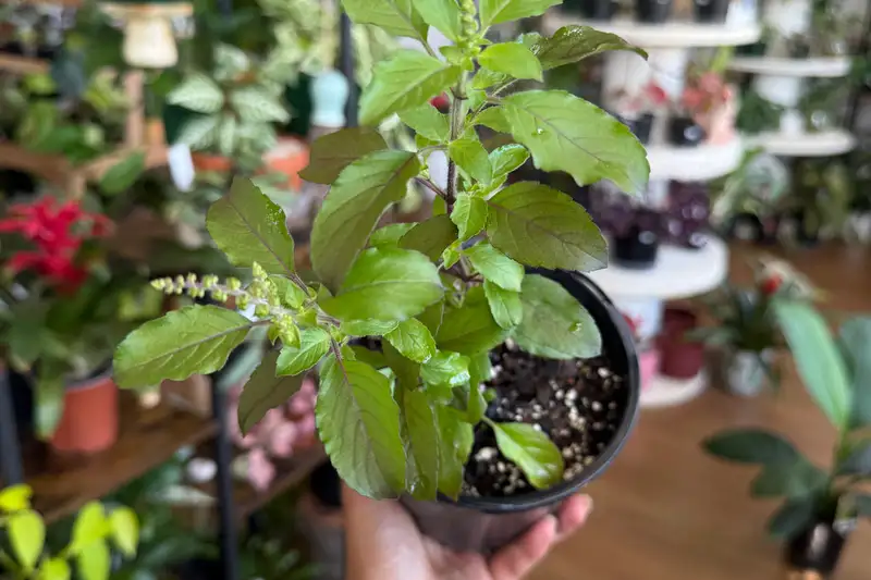 Hương Nhu Tía: Từ Biểu Tượng May Mắn Đến "Nữ Hoàng Thảo Dược" Trị Liệu Toàn Diện